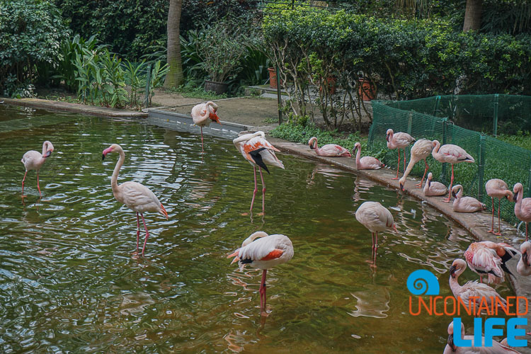 Kawloon Park, Flamingo, Hong Kong, Uncontained Life