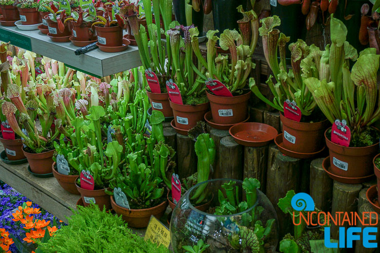 Carnivorous Plants, Hong Kong, Uncontained Life