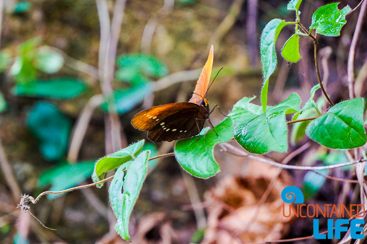 Butterfly, Cheung Chau Island, Hong Kong, Uncontained Life