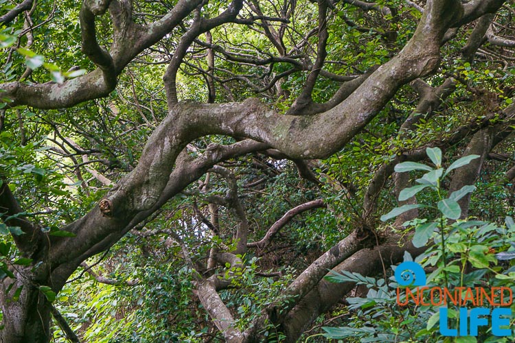 Cheung Chau Island, Hong Kong, Uncontained Life