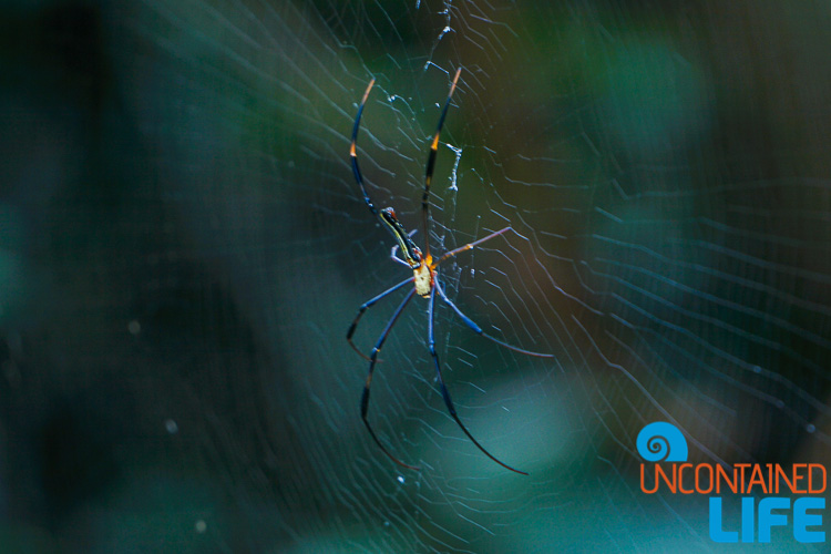 Spider, Day trip to Cheung Chau, Hong Kong, Uncontained Life