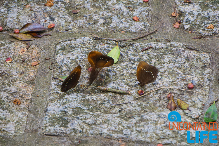 Butterflies, Day trip to Cheung Chau, Hong Kong, Uncontained Life