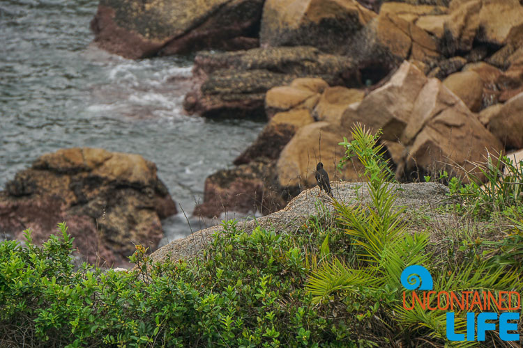 Coastline, Day trip to Cheung Chau, Hong Kong, Uncontained Life