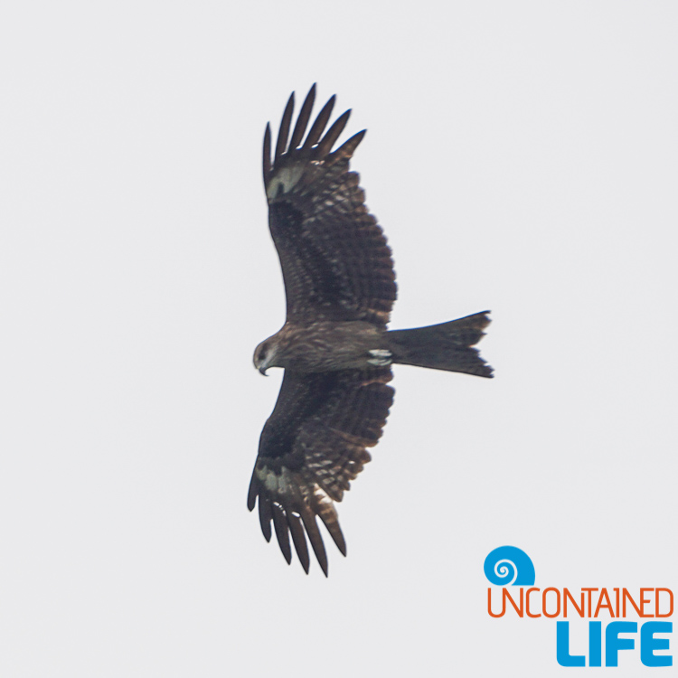 Bird, Day trip to Cheung Chau, Hong Kong, Uncontained Life