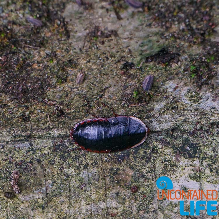 Big Bug, Day trip to Cheung Chau, Hong Kong, Uncontained Life