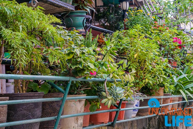 Flower Pots, Day trip to Cheung Chau, Hong Kong, Uncontained Life