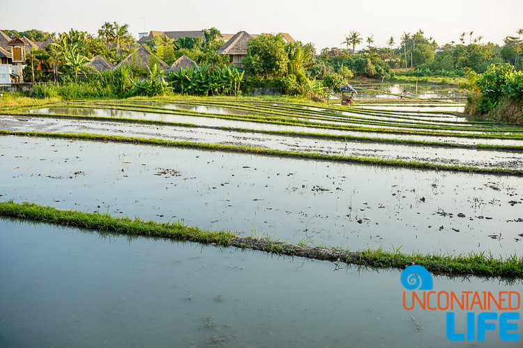 Rice Field, Explore Canggu, Bali