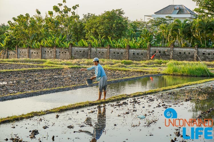 Rice Farmer, Explore Canggu, Bali