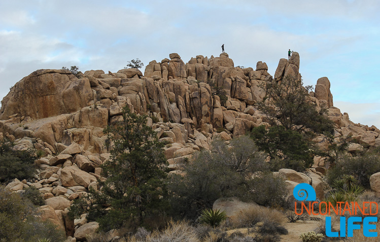 USA, Joshua Tree, Highlights of 2015, Uncontained Life