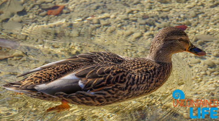 Duck, Hiking Mostnica Gorge, Slovenia, Uncontained Life