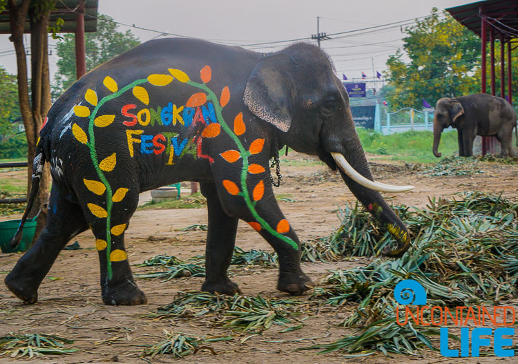 Elephant, Celebrating Songkran in Chiang Mai, Thailand, Uncontained Life