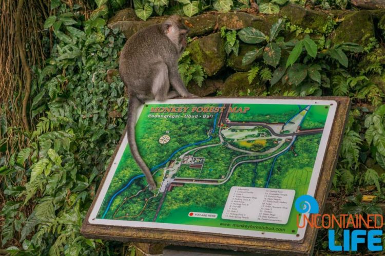 Map, Sacred Monkey Forest Sanctuary, Ubud, Bali, Indonesia, Uncontained Life