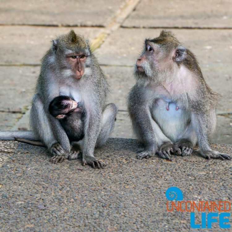 Sacred Monkey Forest Sanctuary, Ubud, Bali, Indonesia, Uncontained Life