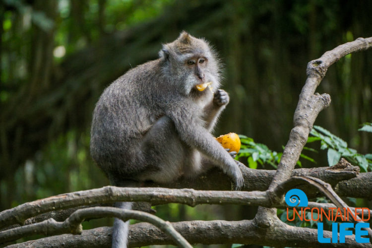 Sacred Monkey Forest Sanctuary, Ubud, Bali, Indonesia, Uncontained Life
