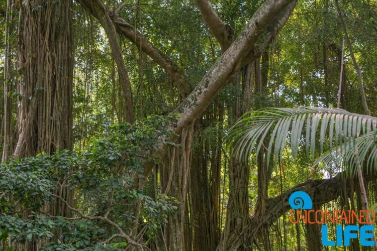 Jungle Vines, Sacred Monkey Forest Sanctuary, Ubud, Bali, Indonesia, Uncontained Life