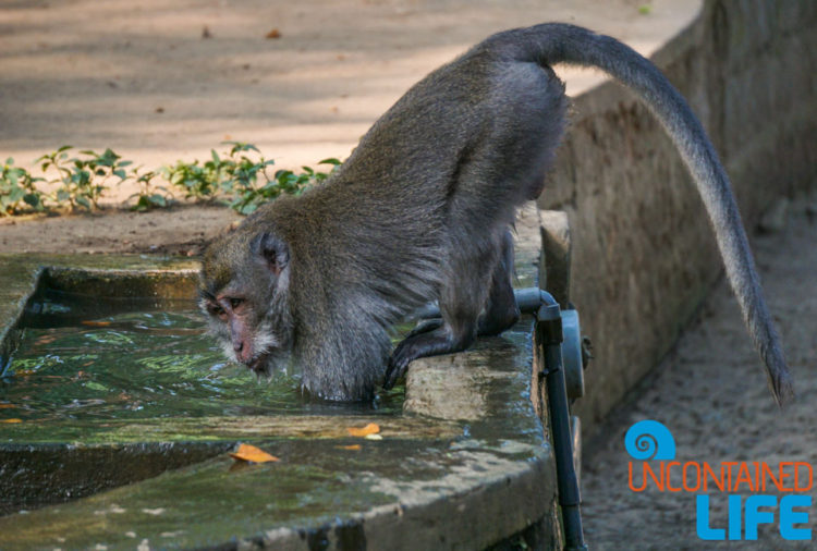 Sacred Monkey Forest Sanctuary, Ubud, Bali, Indonesia, Uncontained Life