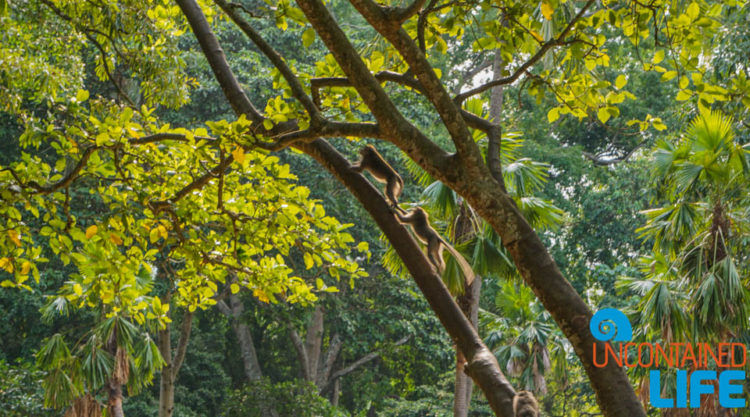 Sacred Monkey Forest Sanctuary, Ubud, Bali, Indonesia, Uncontained Life
