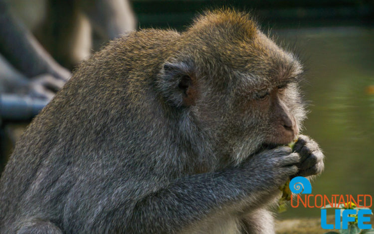 Sacred Monkey Forest Sanctuary, Ubud, Bali, Indonesia, Uncontained Life