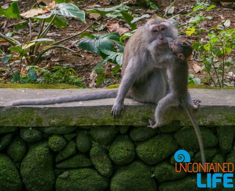 Sacred Monkey Forest Sanctuary, Ubud, Bali, Indonesia, Uncontained Life