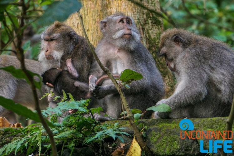 Sacred Monkey Forest Sanctuary, Ubud, Bali, Indonesia, Uncontained Life