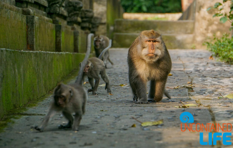 Sacred Monkey Forest Sanctuary, Ubud, Bali, Indonesia, Uncontained Life