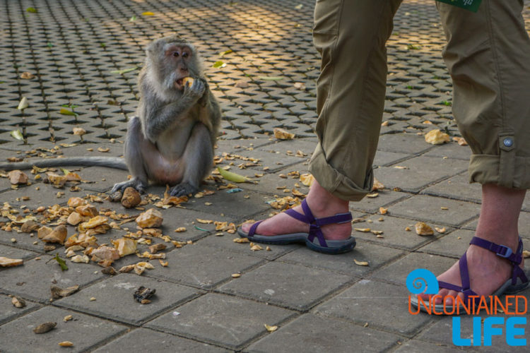 Teva Sandals, Sacred Monkey Forest Sanctuary, Ubud, Bali, Indonesia, Uncontained Life