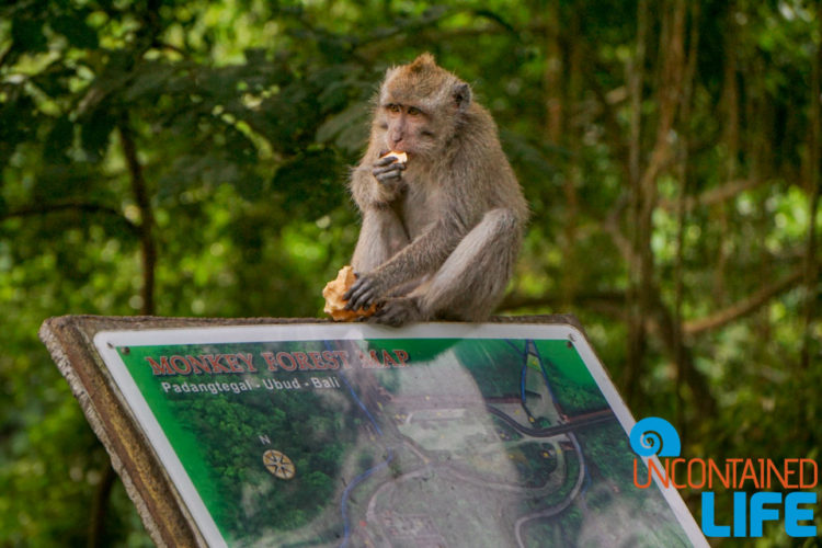 Map, Sacred Monkey Forest Sanctuary, Ubud, Bali, Indonesia, Uncontained Life
