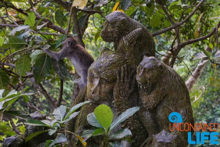 Sacred Monkey Forest Sanctuary, Ubud, Bali, Indonesia, Uncontained Life