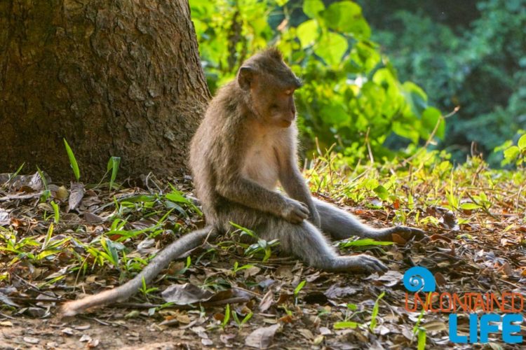 Sacred Monkey Forest Sanctuary, Ubud, Bali, Indonesia, Uncontained Life