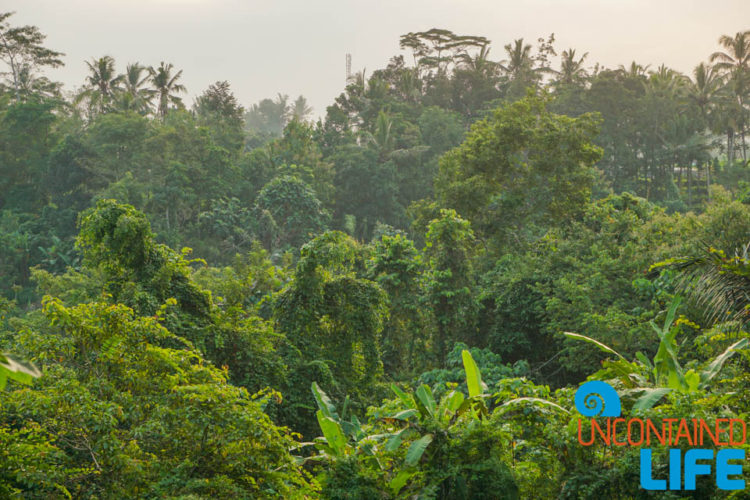 Jungle, Sacred Monkey Forest Sanctuary, Ubud, Bali, Indonesia, Uncontained Life