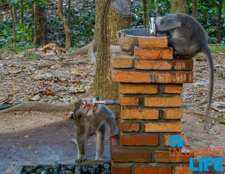 Drinking Fountain, Sacred Monkey Forest Sanctuary, Ubud, Bali, Indonesia, Uncontained Life