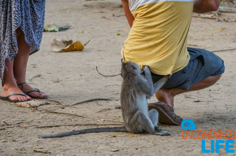 Pick Pocket, Sacred Monkey Forest Sanctuary, Ubud, Bali, Indonesia, Uncontained Life