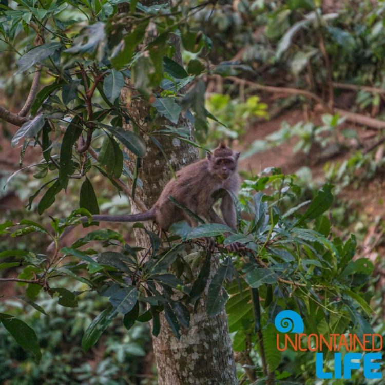 Sacred Monkey Forest Sanctuary, Ubud, Bali, Indonesia, Uncontained Life