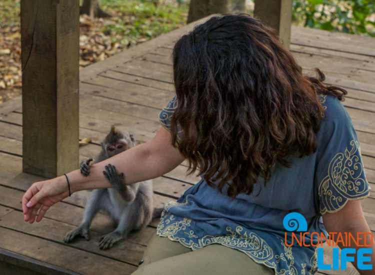 Monkey Bite, Sacred Monkey Forest Sanctuary, Ubud, Bali, Indonesia, Uncontained Life