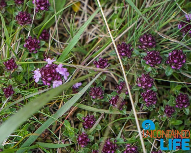 Wildflowers, Visit Lukomir, Bosnia and Herzegovina, Uncontained Life