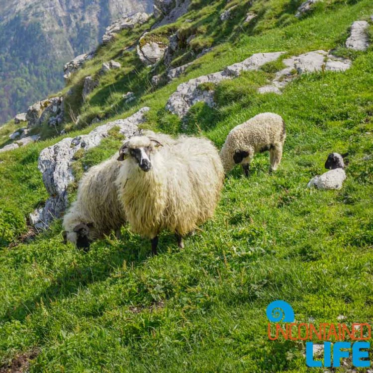 Sheep, Visit Lukomir, Bosnia & Herzegovina, Uncontained Life
