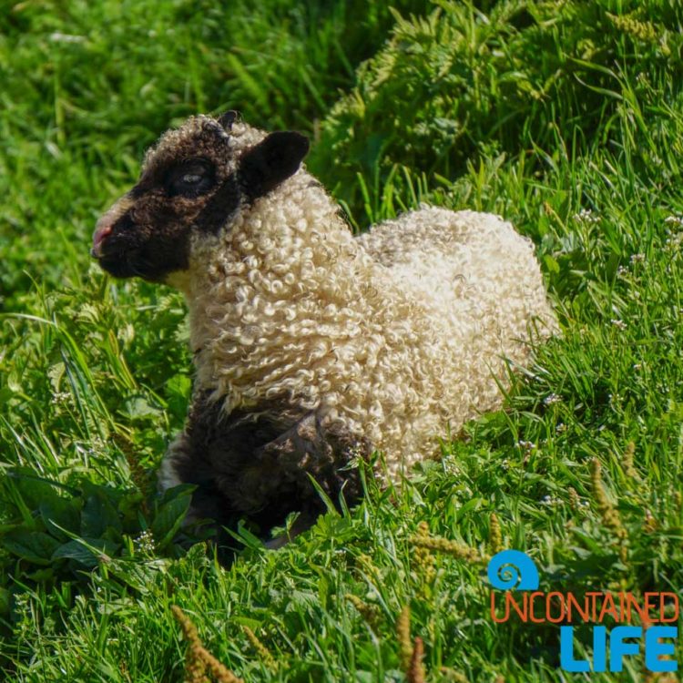Lamb, Visit Lukomir, Bosnia & Herzegovina, Uncontained Life