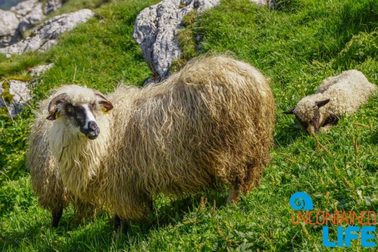 Sheep, Visit Lukomir, Bosnia & Herzegovina, Uncontained Life
