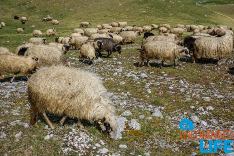Sheep, Visit Lukomir, Bosnia and Herzegovina, Uncontained Life