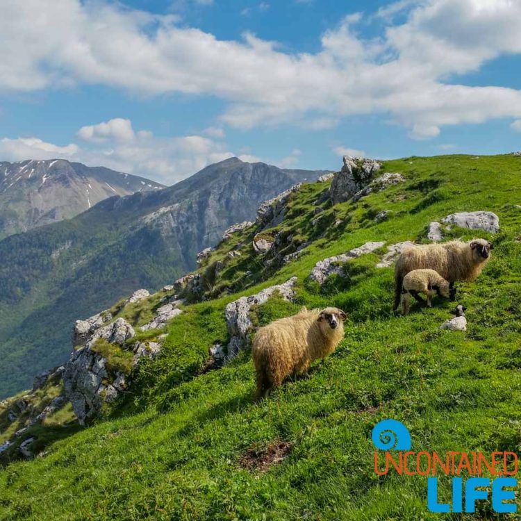 Sheep, Visit Lukomir, Bosnia and Herzegovina, Uncontained Life
