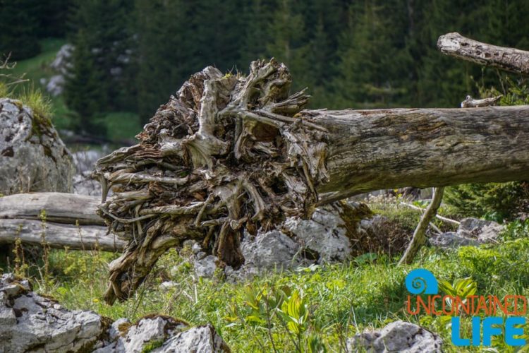 Tree roots, Places to visit in Bosnia and Herzegovina, Sutjeska National Park, Uncontained Life