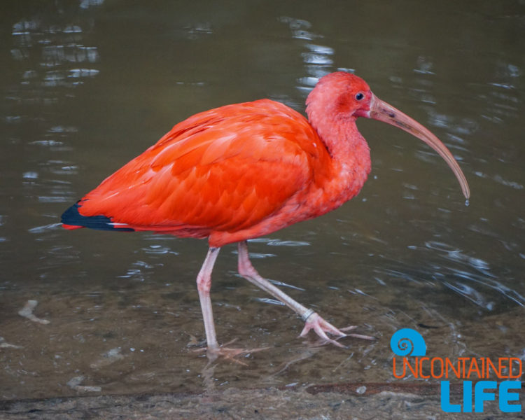 Parque das Aves, Iguassu, Brazil, Birds, Uncontained Life