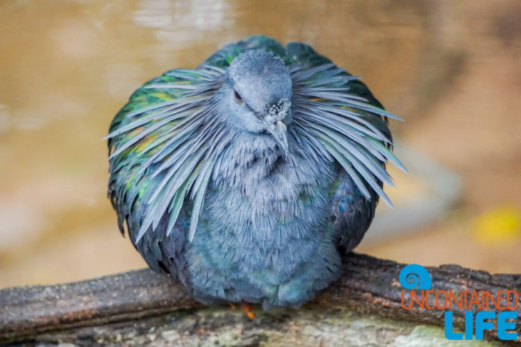 Parque das Aves, Iguassu, Brazil, Birds, Uncontained Life