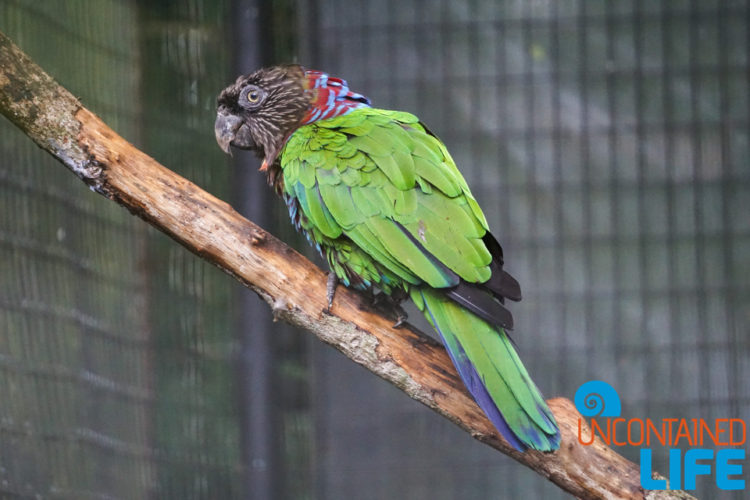 Parque das Aves, Iguassu, Brazil, Birds, Uncontained Life