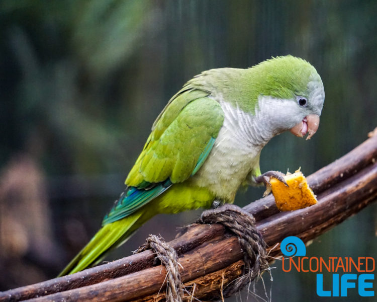 Parque das Aves, Iguassu, Brazil, Birds, Uncontained Life