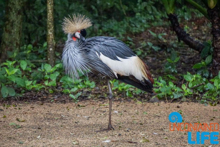 Parque das Aves, Iguassu, Brazil, Birds, Uncontained Life