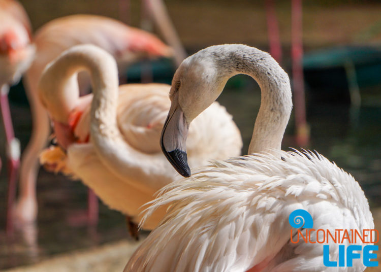 Flamingo, Parque das Aves, Iguassu, Brazil, Birds, Uncontained Life