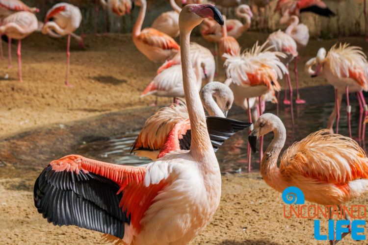 Parque das Aves, Iguassu, Brazil, Birds, Uncontained Life