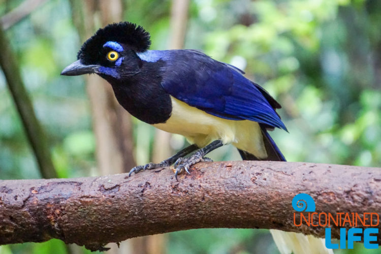 Parque das Aves, Iguassu, Brazil, Birds, Uncontained Life