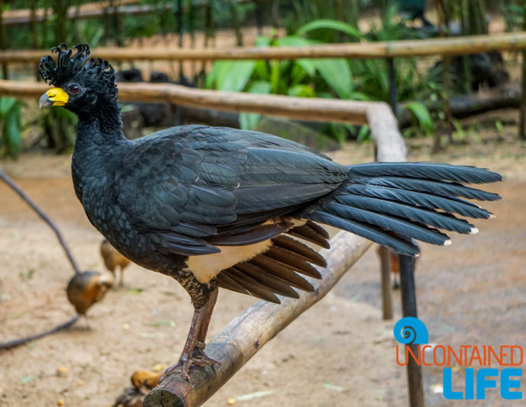 Parque das Aves, Iguassu, Brazil, Birds, Uncontained Life